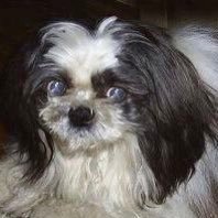 someresearcher's profile picture. 研究所を退職後、属している学会で発意研究中です。工学系の研究以外にも、考古学・単音律旋階（ネウマ譜）・民俗音楽などの研究も致しております。「研究費がもっと欲しい！」と叫びながら、小説とエッセイを電子出版しています。他にはアフィリエイトも。写真はシーズーの愛犬ジャッキーです。ジャッキーは食味学研究を。