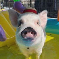 おもち🐽🖤マイクロブタ (@omochi_micropig) Twitter profile photo