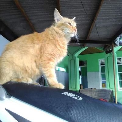 tulangr67822035's profile picture. 