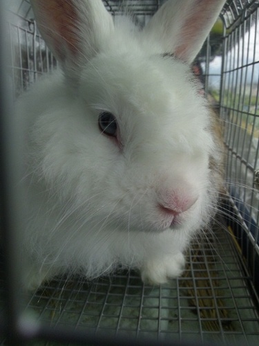 purin1102's profile picture. ゆるキャラにはまってます