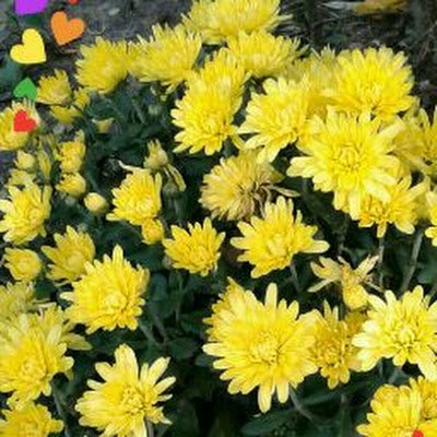 AndelTuc's profile picture. Am venit pe lume după război mondial și voi pleca în plin război!