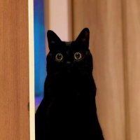 クロ猫 (@redariens) 's Twitter Profile Photo クロ猫 (@redariens) 's Twitter Profile Photo