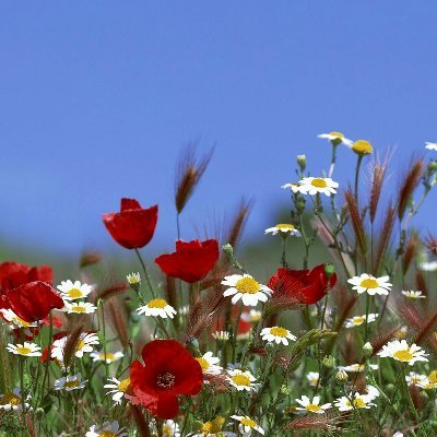 Nim_jade's profile picture. 