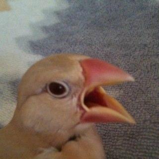 【私の垢はこれのみです】突如ツイッター凍結され理由は不明。ずっと凍結解除お願いしてもダメでした。文鳥さんアカウントは当時2万人の方がフォローして下さり大切な思い出大量で宝物でしたが文鳥さん2を文鳥さんにして復活します #凍結解除を1年間ずっと懇願してきたけどしてもらえなかったので文鳥2で1年ぶりの今日つぶやき開始します