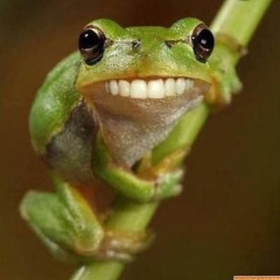 BeannSoyaa's profile picture. 18👑
Medical Student👨‍🔬