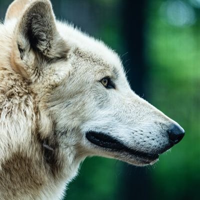 南国🌴の田舎に住まうカメラ狼🐺　写真を撮ったりお酒🍺を飲んだりしながらのんびり暮らしています☺️フォローはお気軽にどうぞ✨