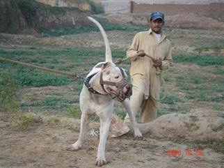 mastiff fan page, we post about legend mastiff dogs