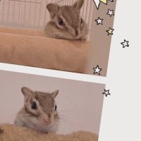 はなはなマロン🐿ココちゃん (@s2021coconuts) 's Twitter Profile