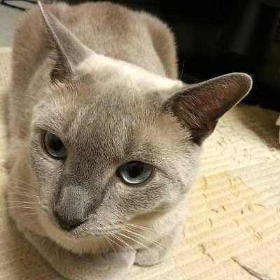 phpcoder55's profile picture. php coder