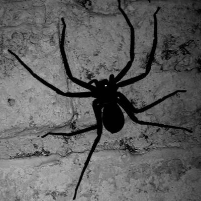 sypder7's profile picture. Spyder