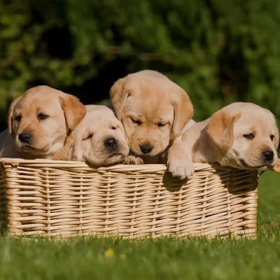 SnehaOhol's profile picture. 