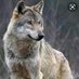 Wolf_ Bs (@wolfbsy) Twitter profile photo Wolf_ Bs (@wolfbsy) Twitter profile photo