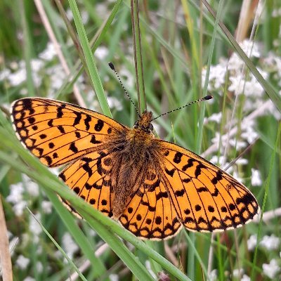 Warden at Geltsdale. Tweets about Howgill Beck naturalisation project at RSPB Geltsdale.