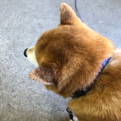 pochimomo0613's profile picture. 盛岡市出身　一児の母　柴犬が好きです。