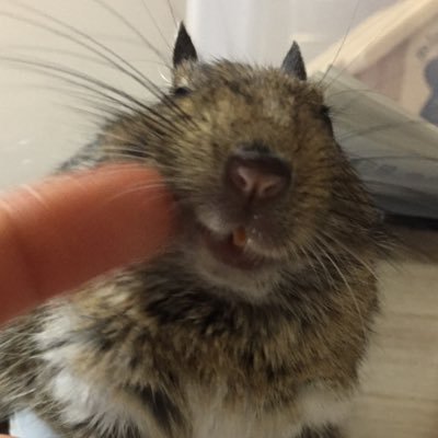 mofu_jirotuna's profile picture. じろちゃん&ツナさん（天から弟子を見守り中）現在はきゅっちさん&ぷくちゃんと暮らしているねずみ年の人 ムホNo.0