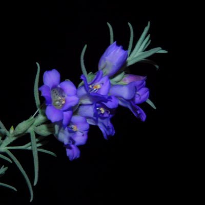 ss702__'s profile picture. ひだりきき、Isfp、デビル天使、ひとりの時間だいじ。