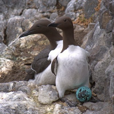 The Forth Seabird Group
  Counting Seabirds in the Firth of Forth since 1959 
   A voluntary organisation contributing  annual counts to the SMP database