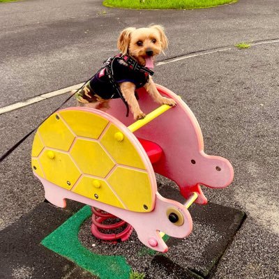 Kisarazu_GOUF's profile picture. ザクじゃないもん！趣味:バイク、ツーリング、アウトドア、ラーメン、ラジオ、etc 気軽に👍いいねやフォローよろしくね(*˘ ³˘)♥あと見かけたら声かけしてくれたら嬉しいです🍀たまに毒吐くけど独り言なのであしからず※私のつぶやきが気に入らない方はミュート＆ブロックして下さい(｡ᵕᴗᵕ｡) ゆったりのんびりバイク乗り