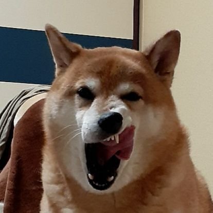 N2Tf0QAhmiGMidU's profile picture. 巨大柴犬(2015.02.28♀️自称18㎏)のシモベです💕リストラーズ🐿️代表推し。声&首肉が好き😤 D🐉#54+ワインドアップ推し⚾ 勝手にフォロー・いいね👍します。悪意はございません🙇‍♀️トリプル介護？中😆生育居は関西ですが先祖から受け継いだDNAはガッツリ『サツマん衆』です🌋