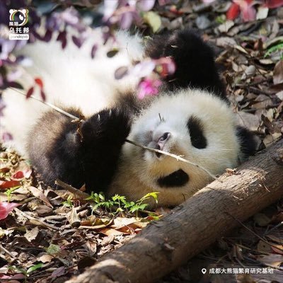 cchngnm1's profile picture. 身如芥子 心藏须弥