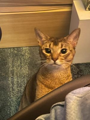 afinrzh's profile picture. cute stuffs enthusiast 💫🌸✨🍀