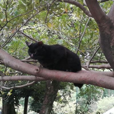 tarorat802's profile picture. Research Administrator (?)