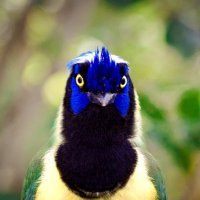 Daniel Uricoechea Percy (@dunatico) 's Twitter Profile