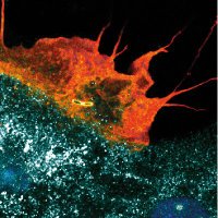 Puhar Lab (@labpuhar) 's Twitter Profile Photo Puhar Lab (@labpuhar) 's Twitter Profile Photo