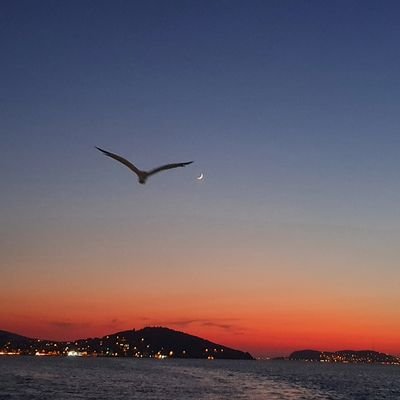 enfesbal's profile picture. 