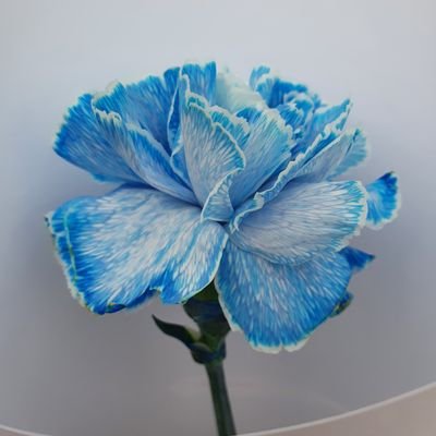 lawhihihi's profile picture. 3년차 어쏘변도 전쟁같기는 매한가지... 그러나 언제나 최선을 다해 놀도록 하자 / 고양이 집사 준비생