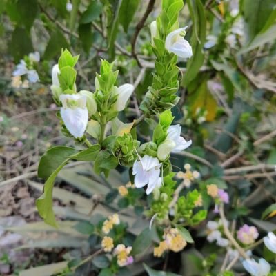 anuragosho's profile picture. 