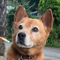 菅野彩奈🐕かんのあやな (@kanno__a) 's Twitter Profile Photo 菅野彩奈🐕かんのあやな (@kanno__a) 's Twitter Profile Photo