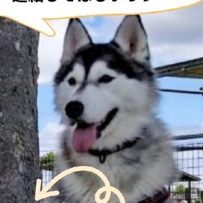 #茨城県　#シベリアンハスキー　迷子犬ロゼ捜索アカウントになります。目撃情報などありましたらDMか08037582382までご連絡お願いします🙇(24時間大丈夫です)