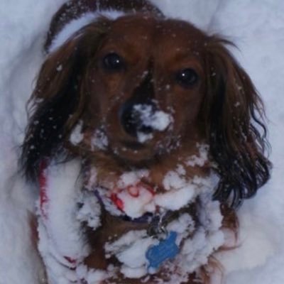 MamaRed21588593's profile picture. Retired Charge RN& OFN Steward, Mom, Christian, world traveler, animal advocate, 25yrs nursing humans, next 25, fostering/nursing animals for adoption!