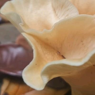 Funga enthusiastic🔥❤ Every mushroom I see is a pic to share😍
Costa Rica 🇨🇷