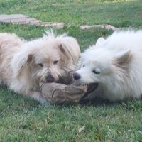 Tea Selenic (@tselenic) 's Twitter Profile Photo Tea Selenic (@tselenic) 's Twitter Profile Photo