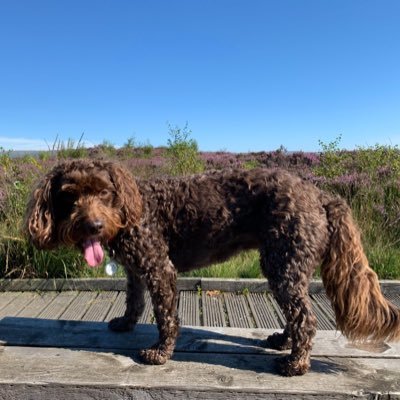 RaeMonk's profile picture. I’m just a lil guy 🤷