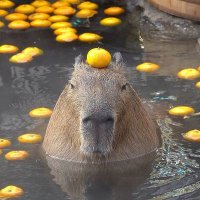 No to everything. (@american_jew) 's Twitter Profile Photo