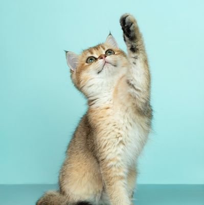 hayasi_001's profile picture. いいエロポストをリポスト！
アダルト画像も動画もなんでもかんでもポスト、リポスト！
ねこは区別しない！

おかず動画を見まくっておくれ！