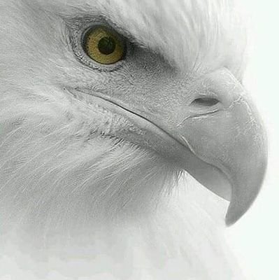 Mohamed35011387's profile picture. م