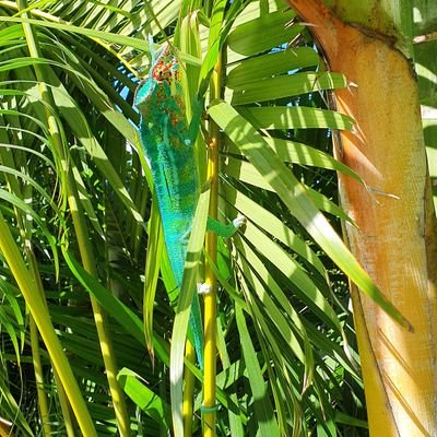 e_manue_ela's profile picture. 🇷🇪🛫🐘