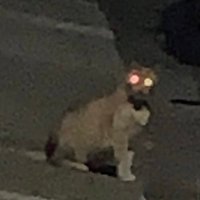 az (@curburslothrop) 's Twitter Profile