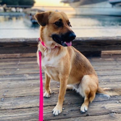 San Diego-based Puppy & Dog Training