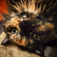 Hazel Fluffypants (@hazelfluffy) 's Twitter Profile