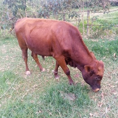 Buget57550880's profile picture. Master of None