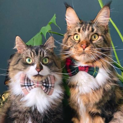 Hi furrends! We are Buster and Eric! 😸 We live in Sheffield 🇬🇧 Buster = Domestic Longhair, Eric = Maine Coon kitten. Instagram @busterthecatto