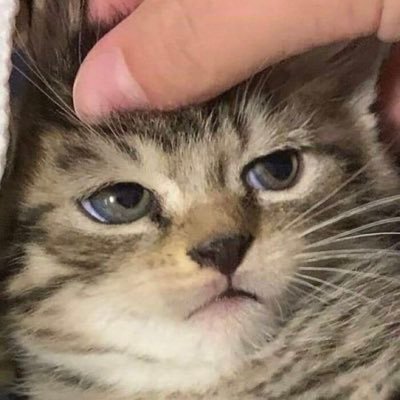 lasbatatas_'s profile picture. 🦦