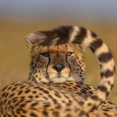 dpb20's profile picture. Cloud-monger