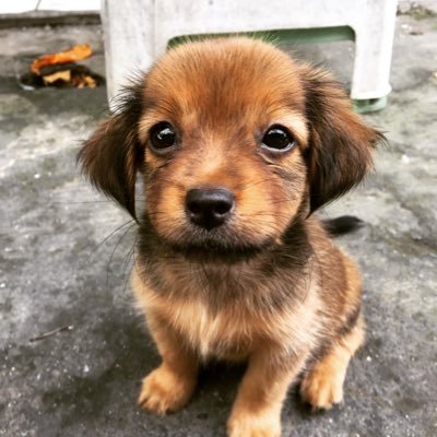 Newpapee's profile picture. Utilis humano