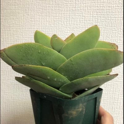2022.1から多肉にハマり、共有し合える方が増えたらいいなと思っています、子どもは5人います